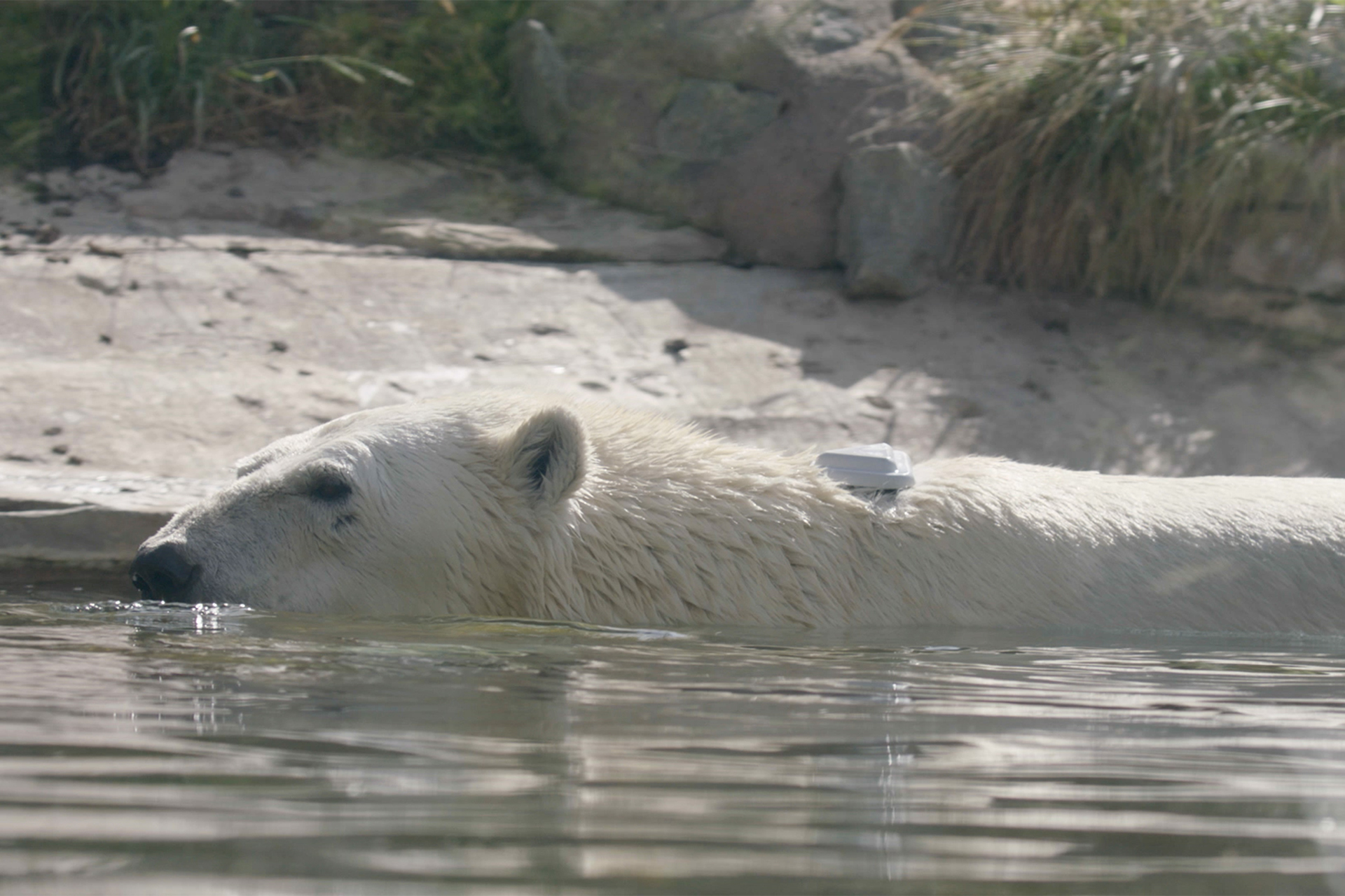 Polar bears