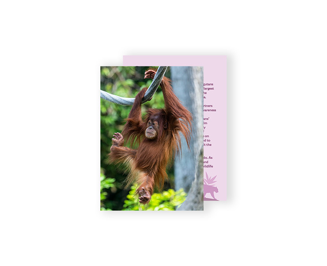 orangutan card
