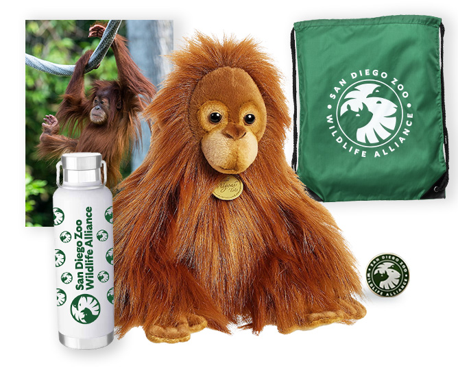 $500 Orangutan gift package