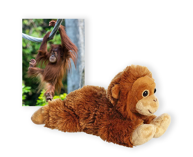 Orangutan card and plush