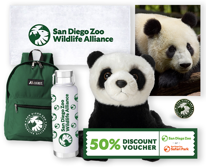 giant panda $1000 adoption package