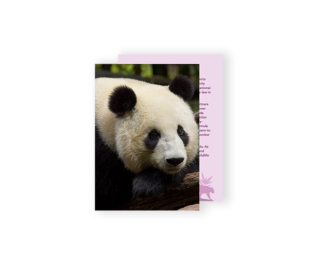 giant panda adoption card