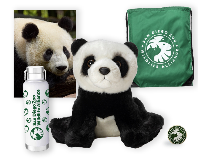 giant panda $500 adoption package