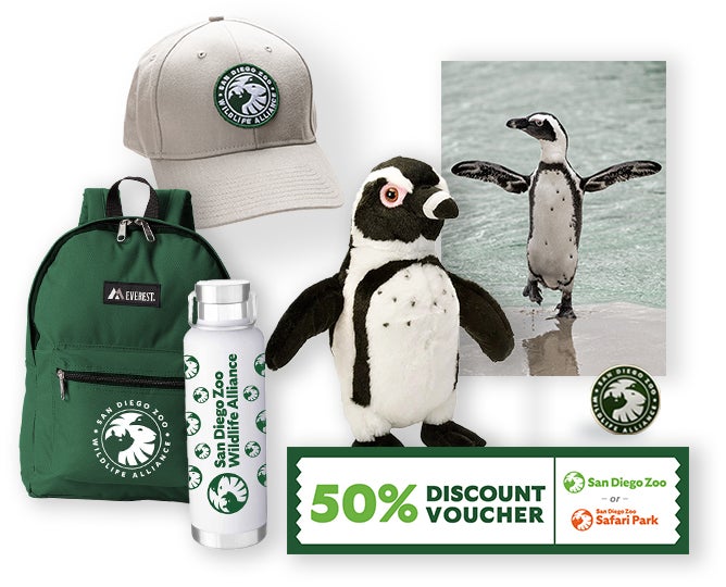 $1,000 African Penguin Adoption 