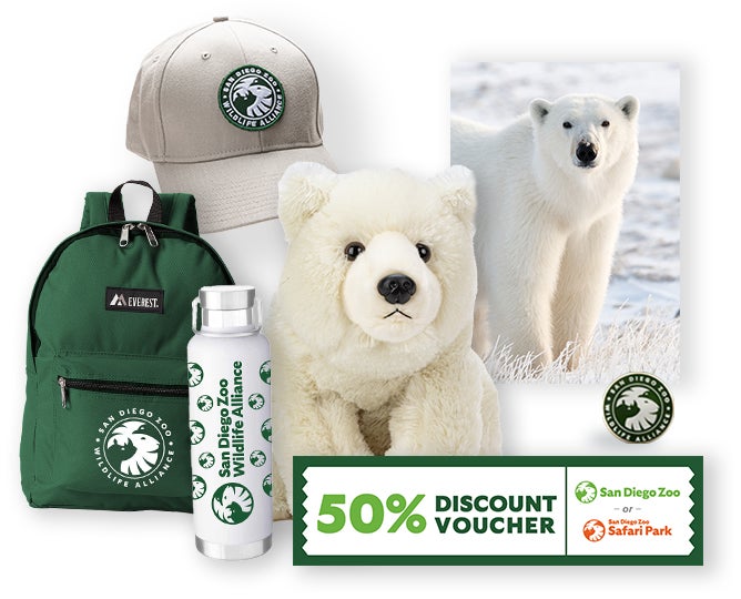 $1,000 Polar Bear Adoption 