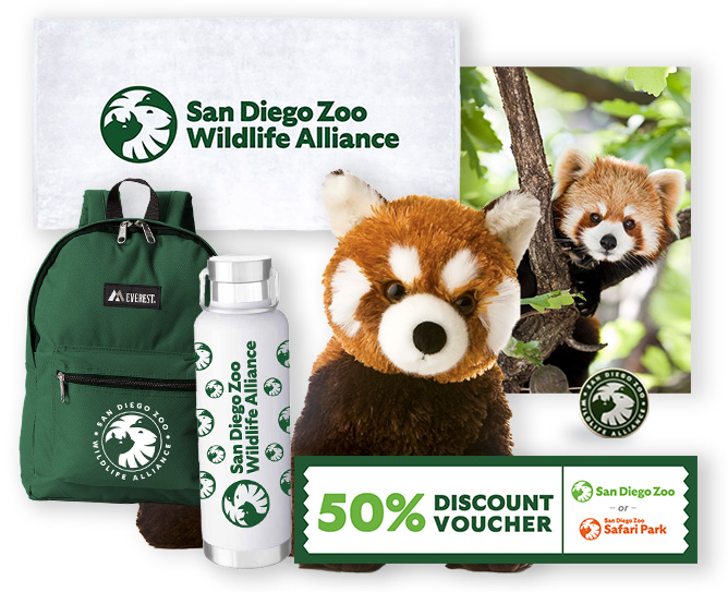 red panda $1000 package
