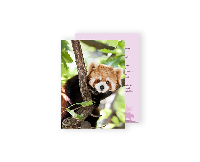 Red panda card