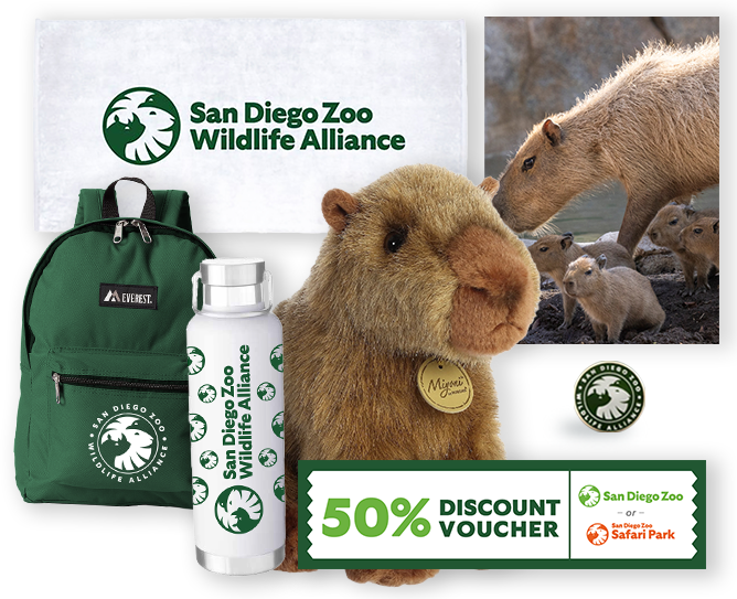 $1000 capybara adoption package
