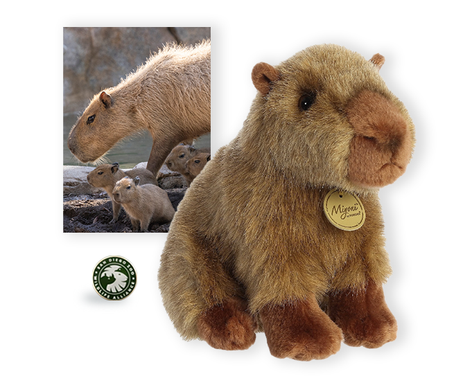 capybara card and plush, and SDZWA enamel pin