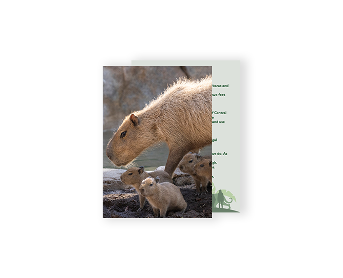 capybara card