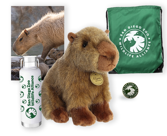 $500 capybara package