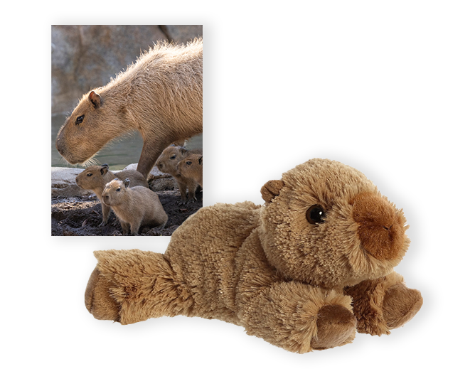 capybara card and plush