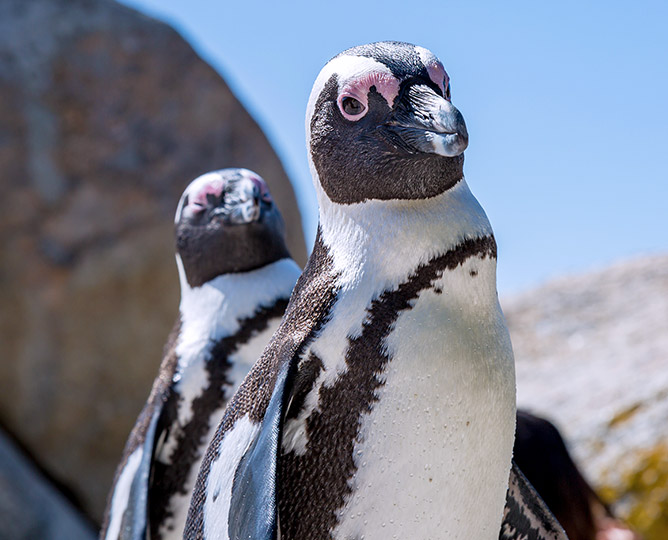 SDZWA Penguin Day Adopt