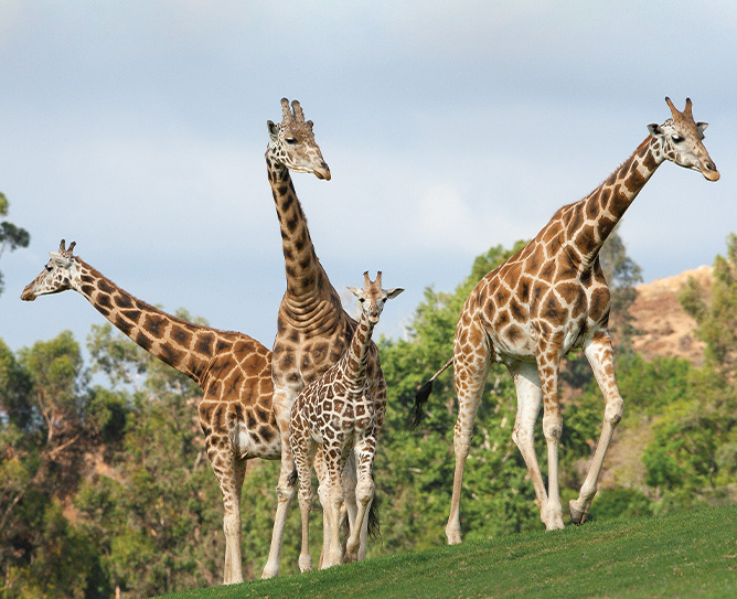 giraffes in a field