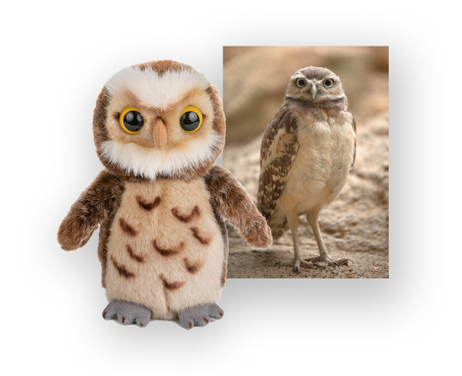 $50 Burrowing Owl Adoption Package