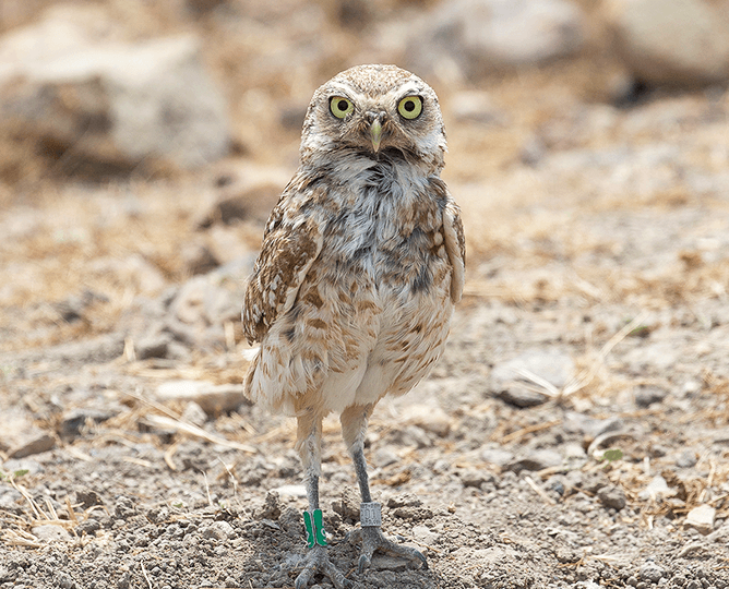 Burrowing owl standing