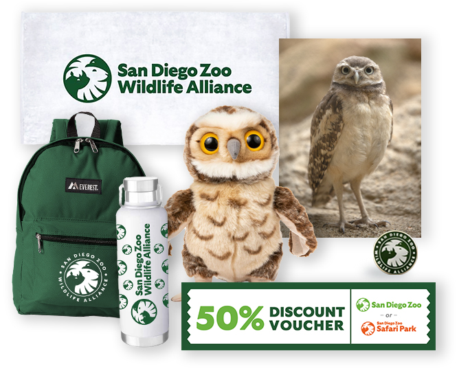 Burrowing Owl $1,000 Adoption Package