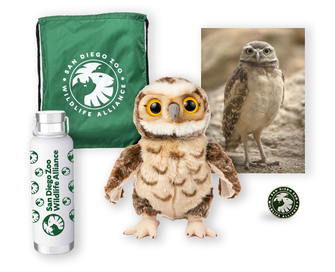 Burrowing Owl $500 Adoption Package