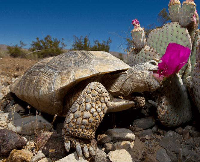 Desert tortoise eating a flower