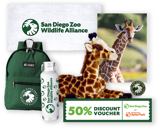 Giraffe $1,000 Adoption Package