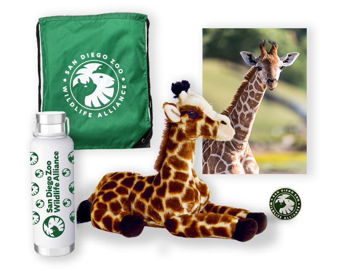 Giraffe $500 Adoption Package