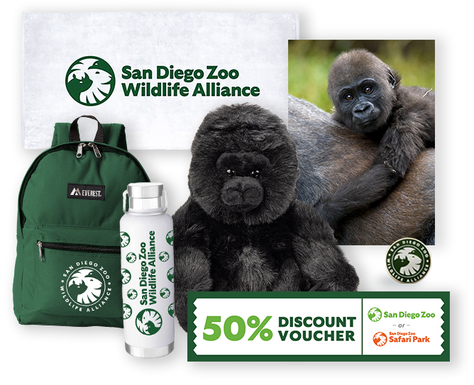 Adopt a Gorilla  Symbolic Adoptions from WWF
