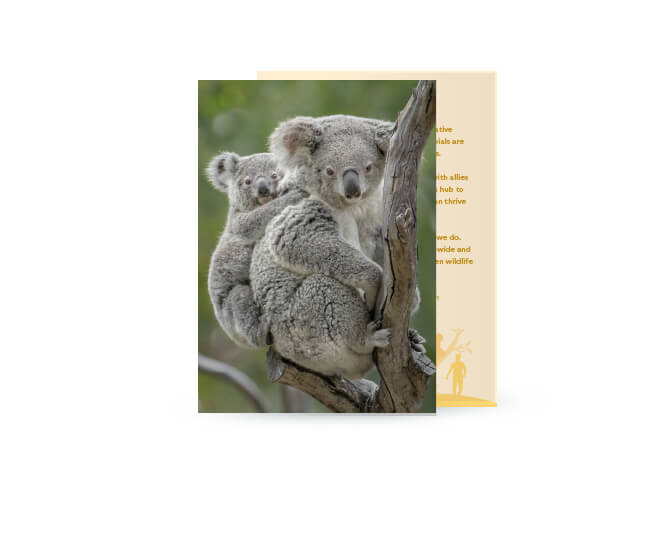 Koala  San Diego Zoo Wildlife Alliance
