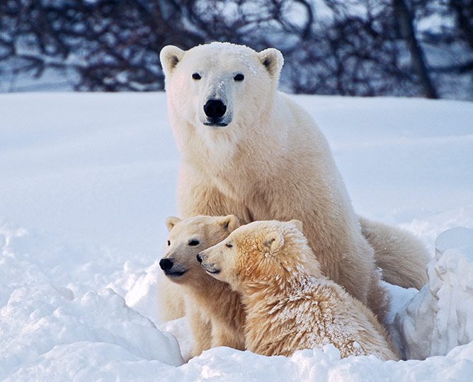 Female Polar Bear and Cubs