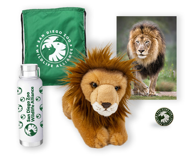 Lion $500 Adoption Package