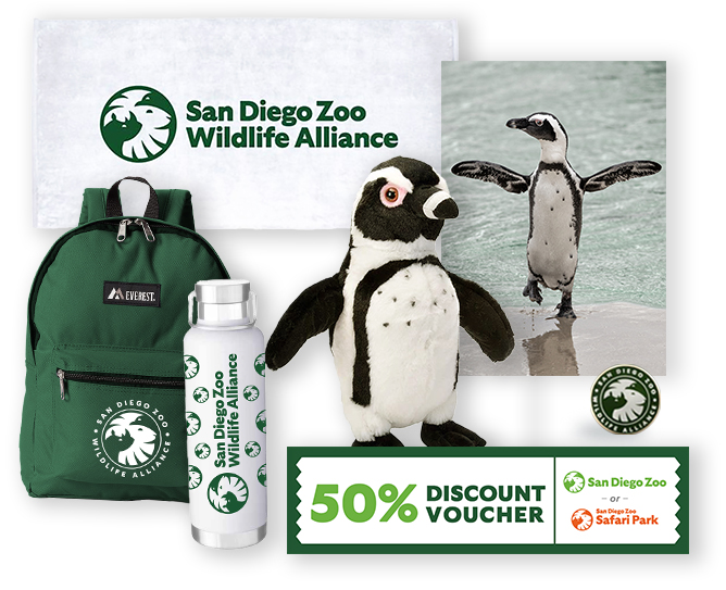 $1,000 African Penguin Adoption Package