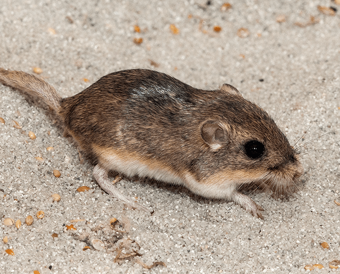 Pacific pocket mouse. 