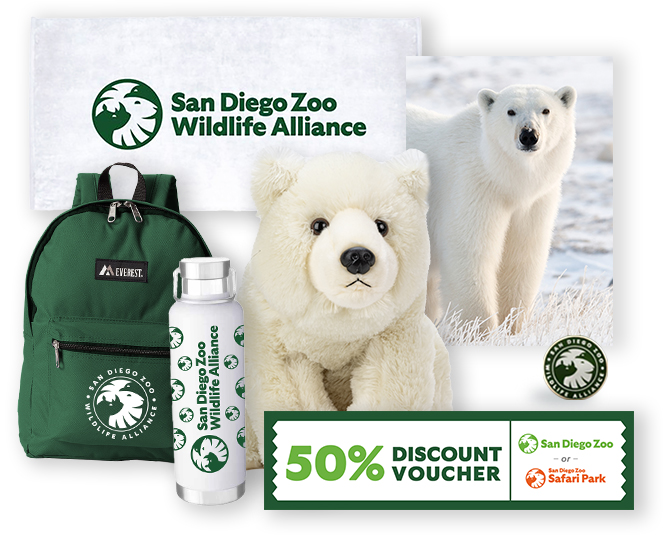 Polar Bear $1,000 Adoption