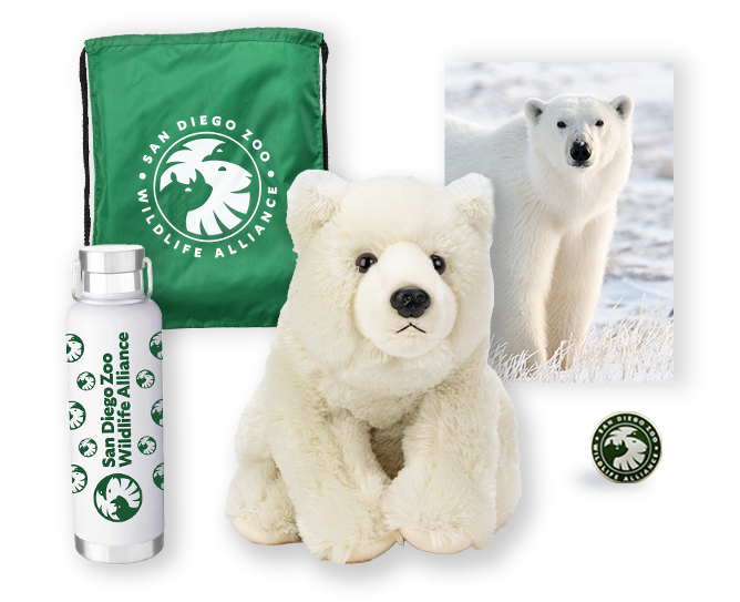 Polar Bear $500 Adoption