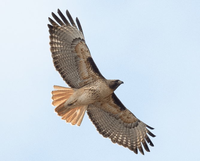 Hawk flying 