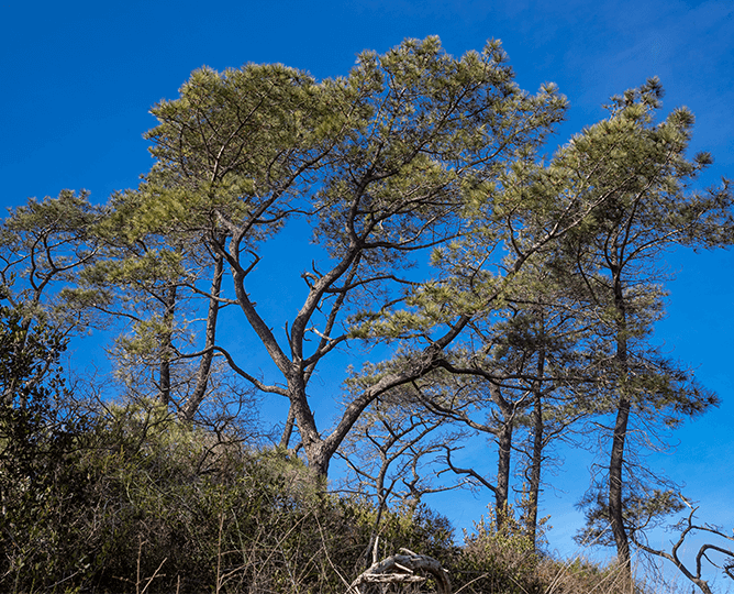Torrey Pine Tree