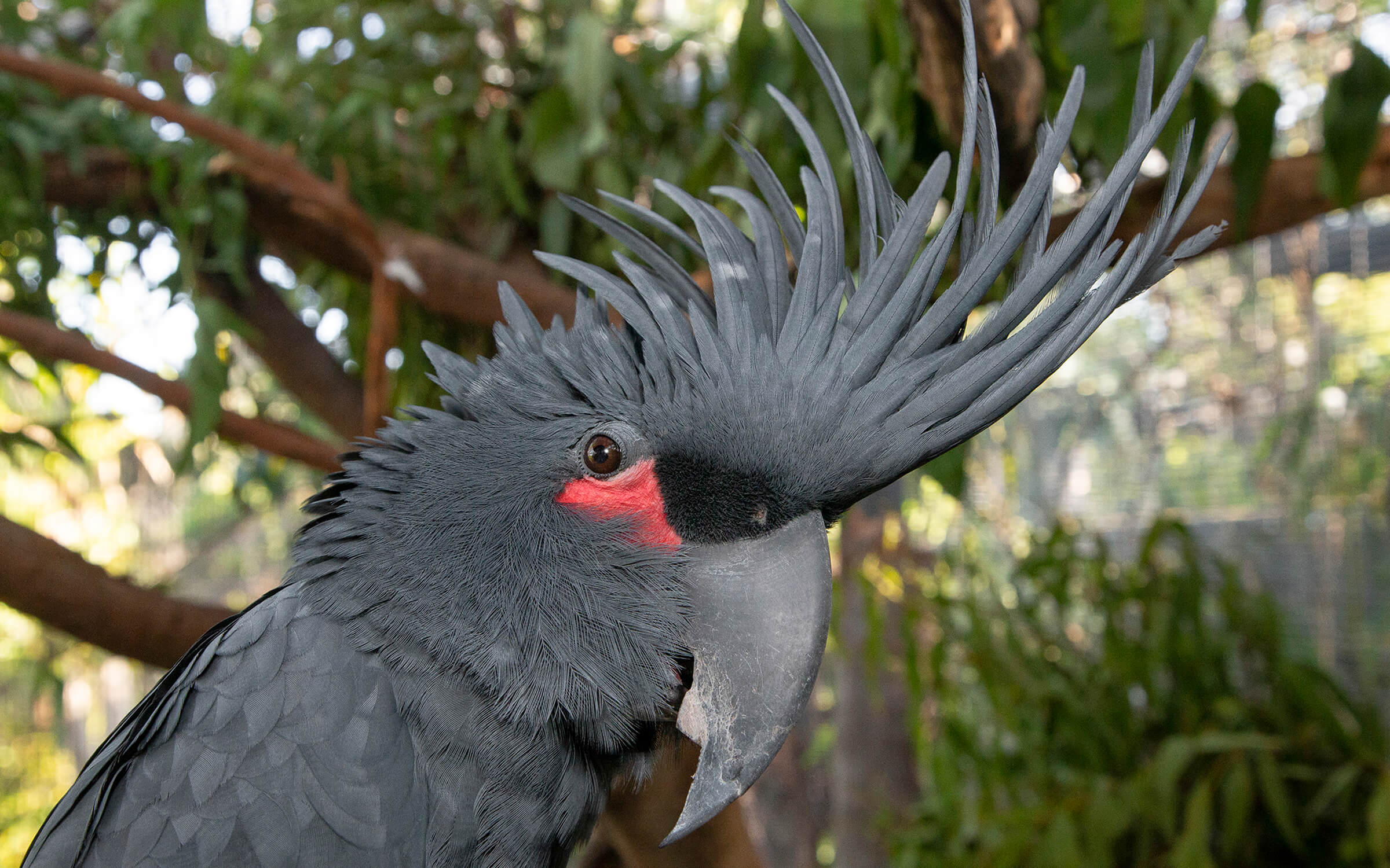 Palm Cockatoos San Diego Zoo Wildlife Alliance