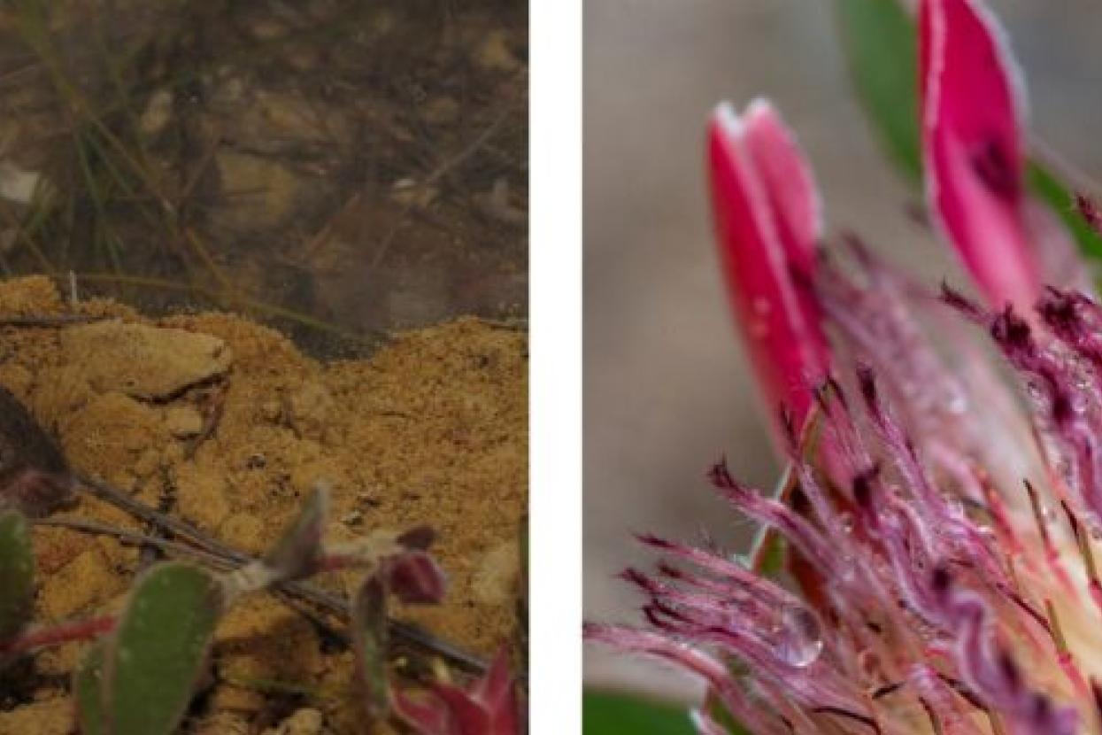 cape mouse, protea family