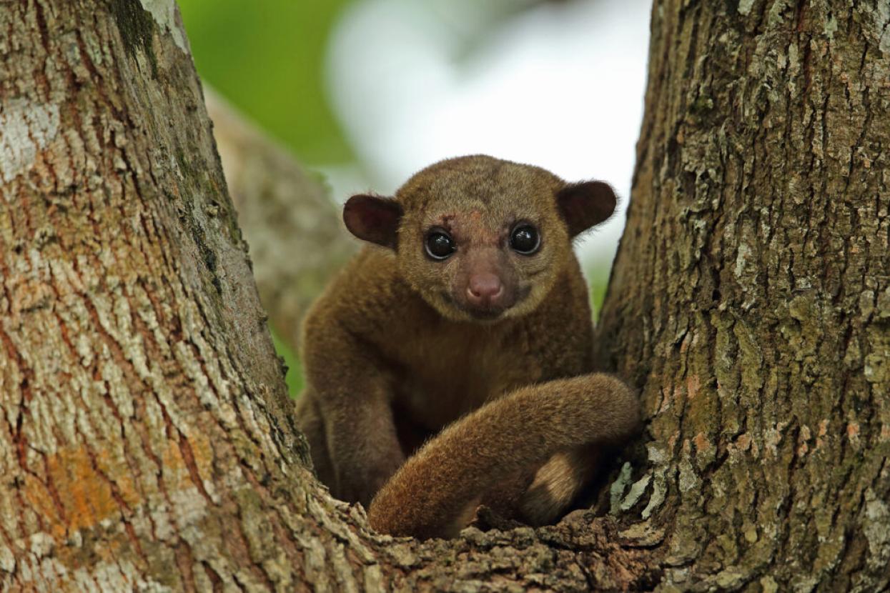 Kinkajous