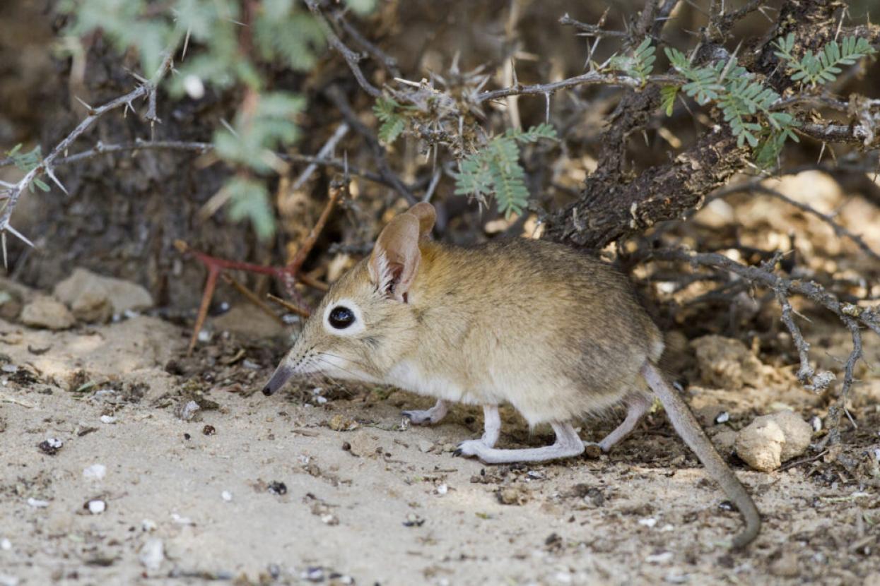 elephant shrews