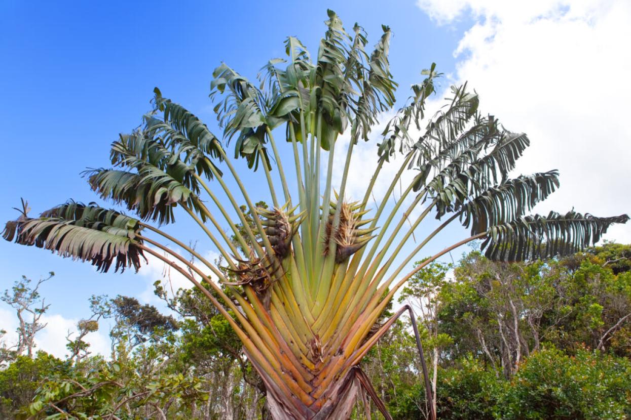 traveler's palm