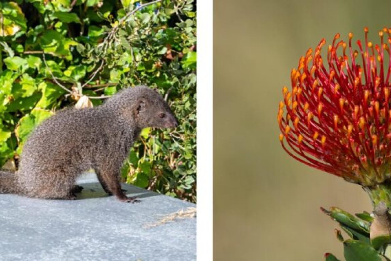 cape gray mongoose image, protea plant image