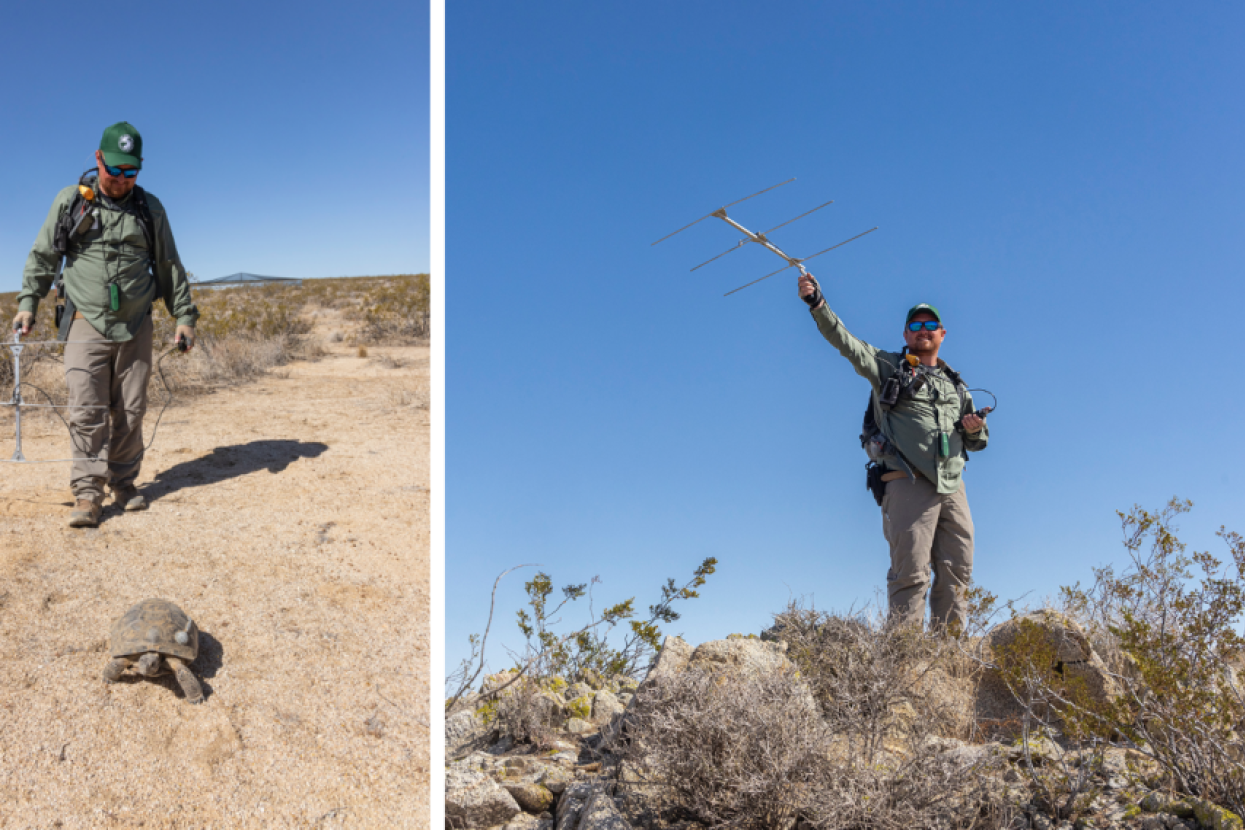 teams putting radio telemetry to track tortoise