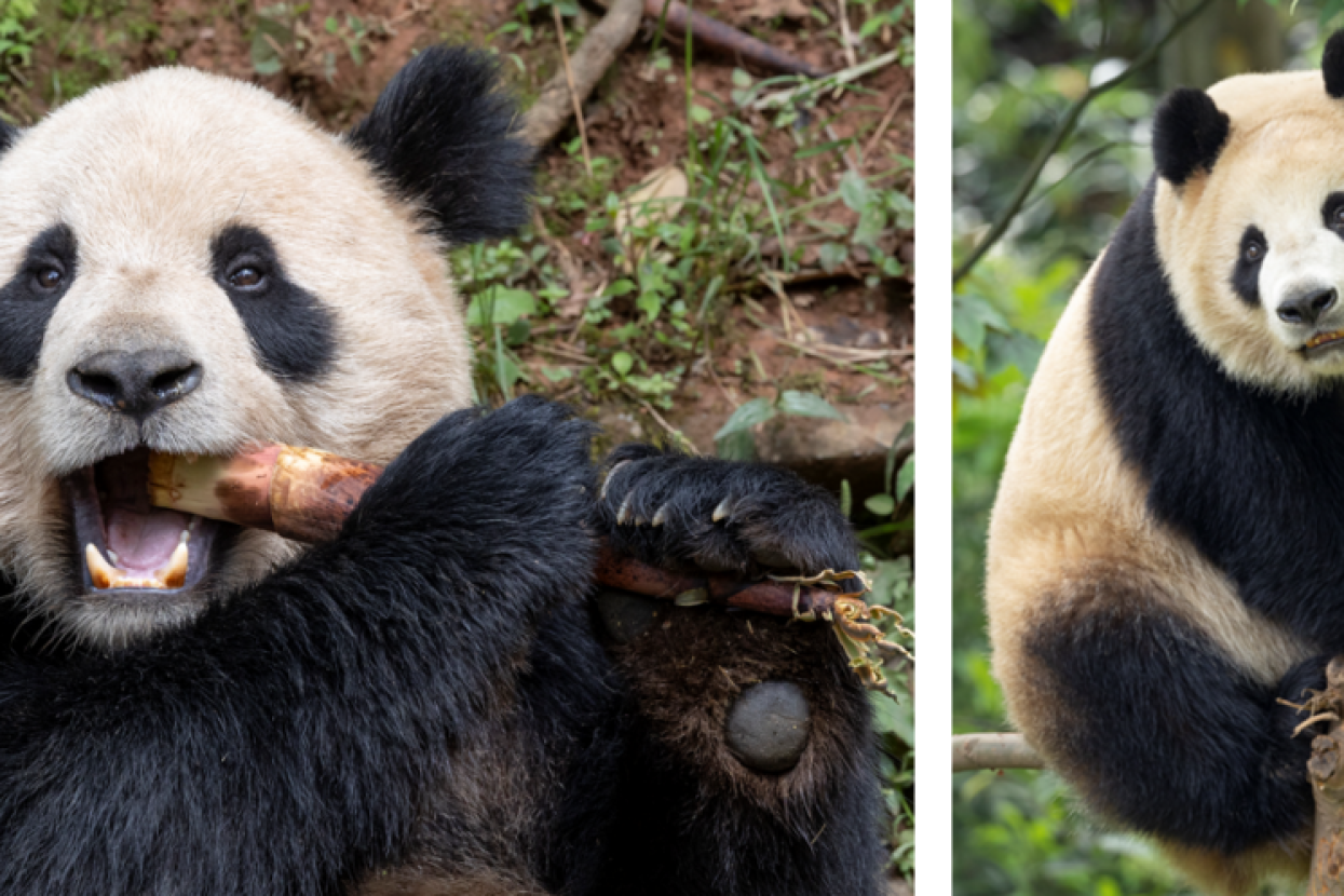 two images of pandas