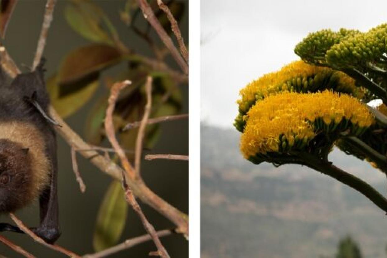 bat image, agave tree image