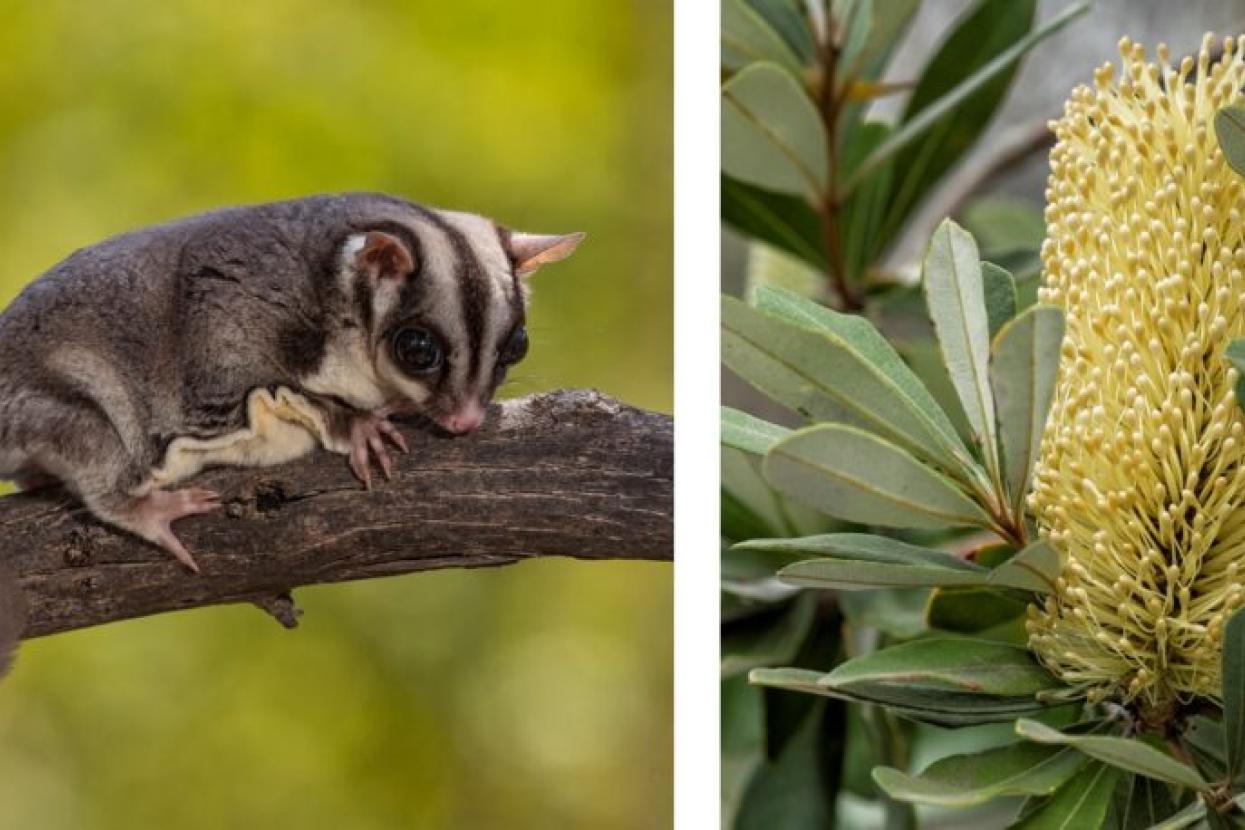 sugar gliders image, Banksia species