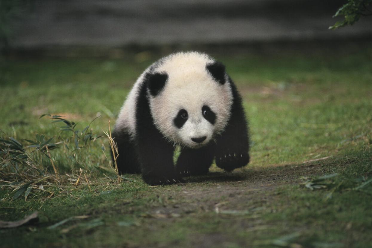 baby panda