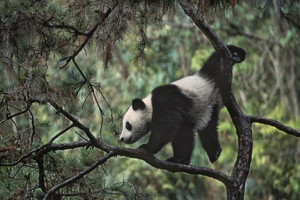 giant panda climbing on tree