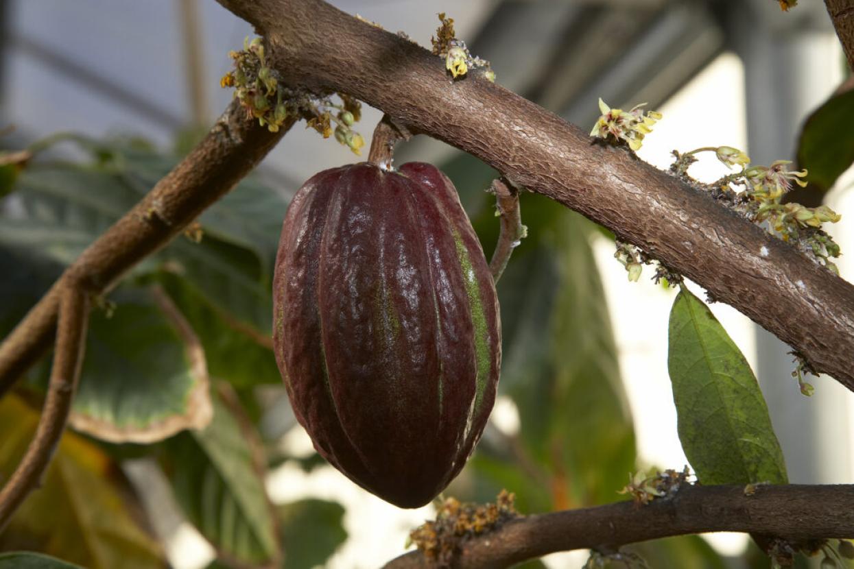 cacao