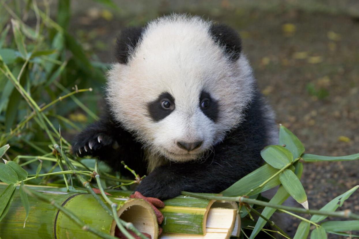 baby panda