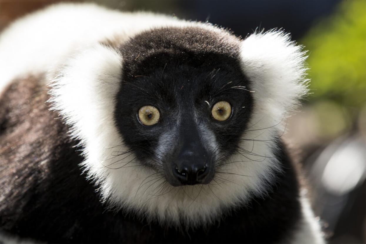 black-and-white ruffed lemur